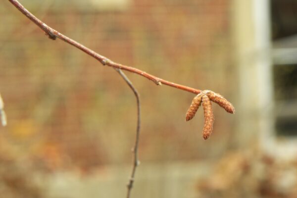 Ostrya virginiana - Catkins