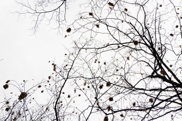 Ostrya virginiana - Winter Canopy