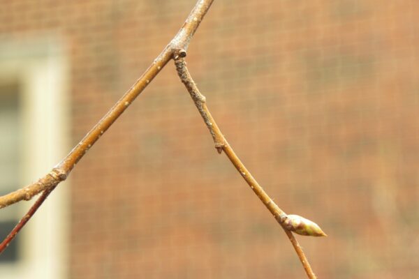 Ostrya virginiana - Buds