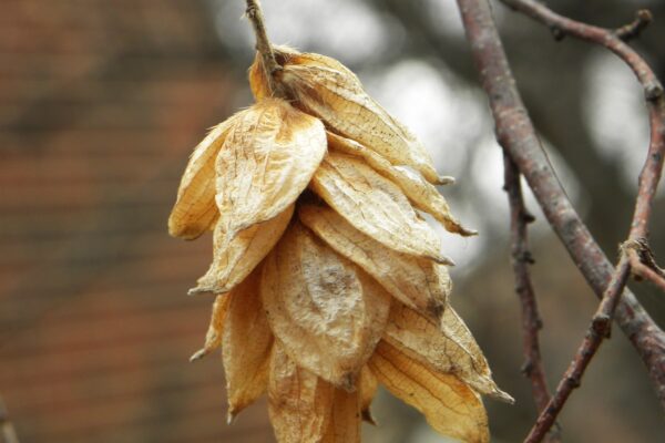 Ostrya virginiana - Old Fruit