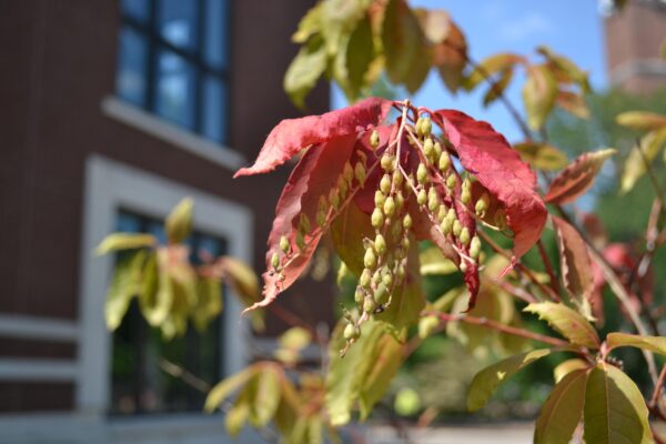 Oxydendrum arboreum - Fruit & Fall Foliage