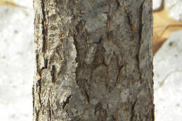 Oxydendrum arboreum - Bark