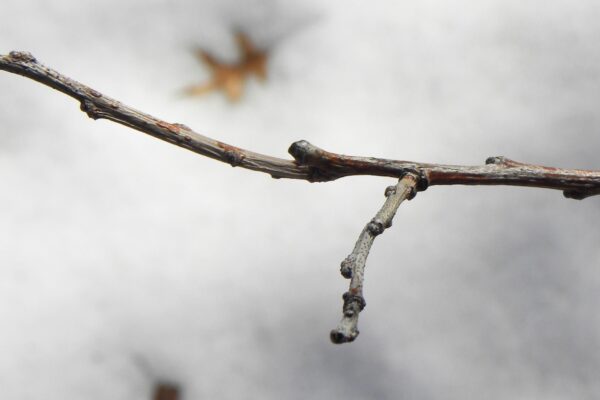 Oxydendrum arboreum - Buds