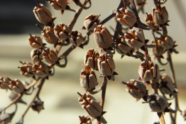 Oxydendrum arboreum - Remnant Fruit
