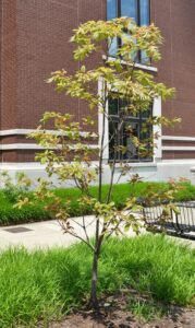 Oxydendrum arboreum - Overall Summer Habit