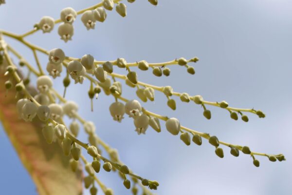Oxydendrum arboreum - Flowers