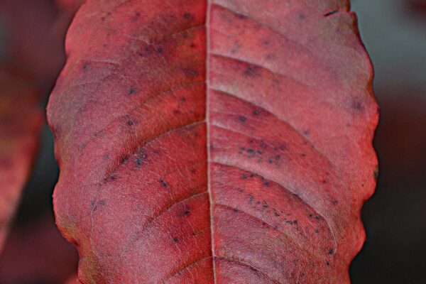 Oxydendrum arboreum - Fall Leaf Color