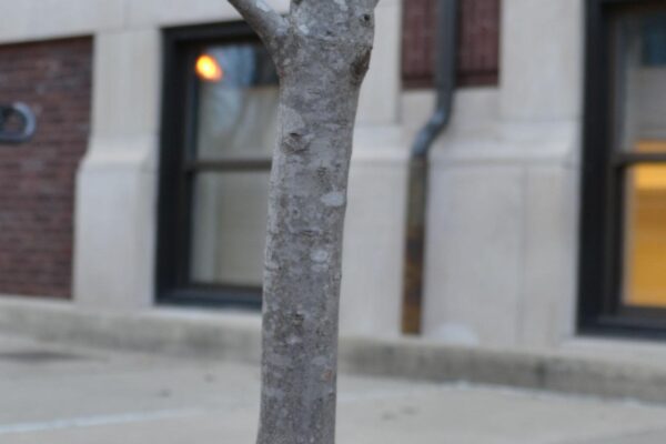 Oxydendrum arboreum - Young Bark