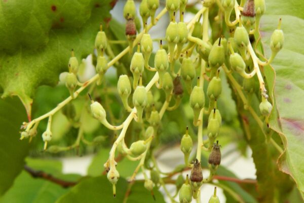 Oxydendrum arboreum - Fruit