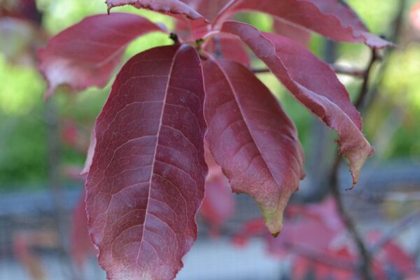 Oxydendrum arboreum - Fall Foliage