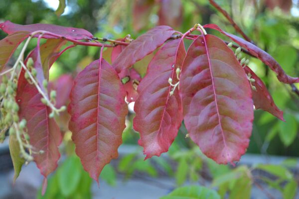 Oxydendrum arboreum - Fall Foliage