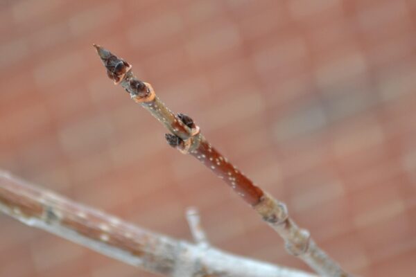 Acer saccharum ′Endowment′ - Buds