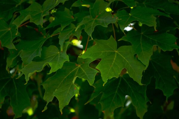Acer saccharum ′Endowment′ - Leaves