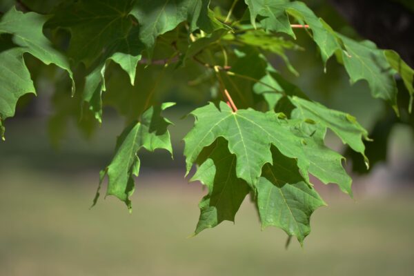 Acer saccharum ′Endowment′ - Leaves