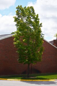 Acer saccharum ′Endowment′ - Summer Habit