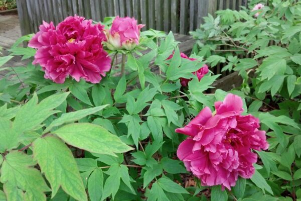 Paeonia suffruticosa ′Jitsuge Tsu-nishiki′ - Flowers and Foliage