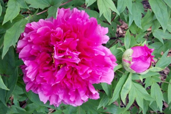 Paeonia suffruticosa ′Jitsuge Tsu-nishiki′ - Flower and Flower Bud