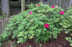 Paeonia suffruticosa ′Jitsuge Tsu-nishiki′ - Habit