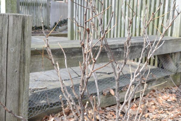 Paeonia suffruticosa ′Jitsuge Tsu-nishiki′ - Winter Habit