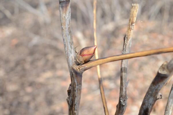 Paeonia suffruticosa ′Jitsuge Tsu-nishiki′ - Buds