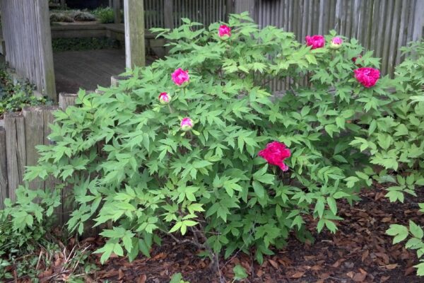 Paeonia suffruticosa ′Jitsuge Tsu-nishiki′ - Habit