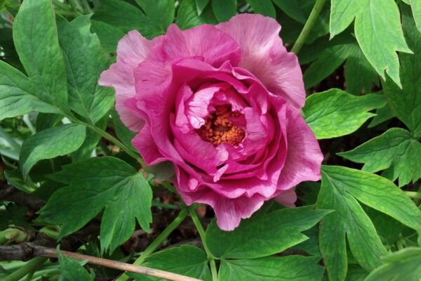 Paeonia suffruticosa ′Leda′ - Opening Flower