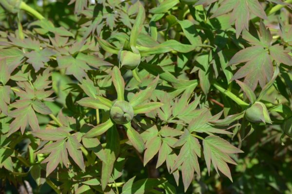 Paeonia suffruticosa ′Leda′ - Young Foliage and Flower Buds