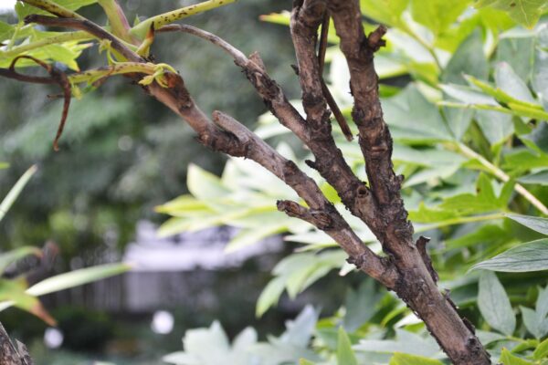 Paeonia suffruticosa ′Leda′ - Bark