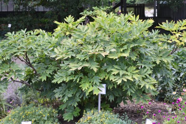 Paeonia suffruticosa ′Leda′ - Habit