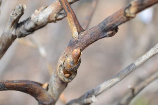 Paeonia suffruticosa ′Leda′ - Buds