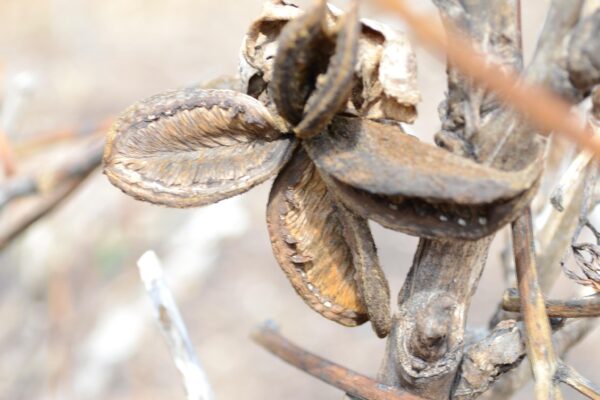Paeonia suffruticosa ′Leda′ - Old Fruit