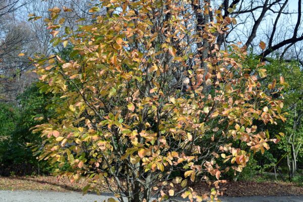 Parrotia persica - Fall Color