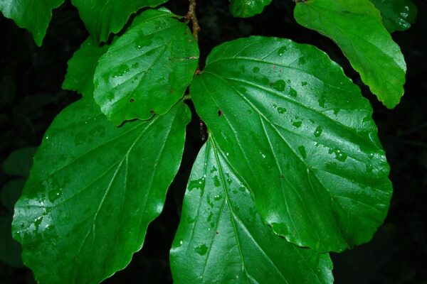 Parrotia persica - Foliage