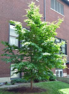 Parrotia persica - Habit