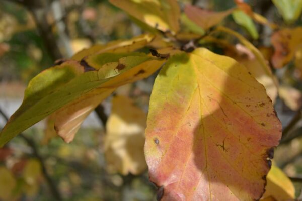 Parrotia persica - Fall Foliage