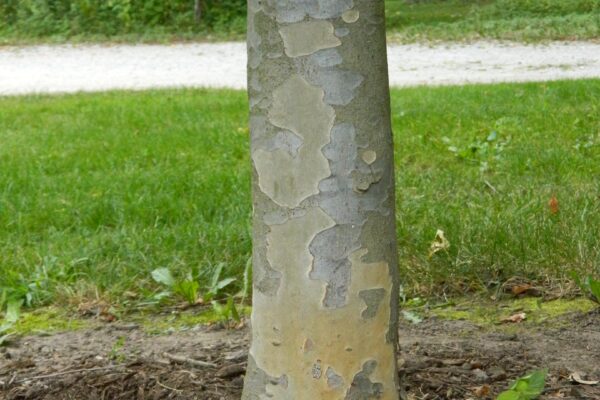 Parrotia persica - Bark