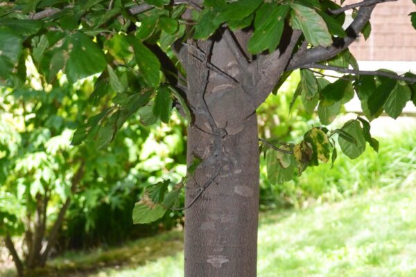 Parrotia persica - Bark