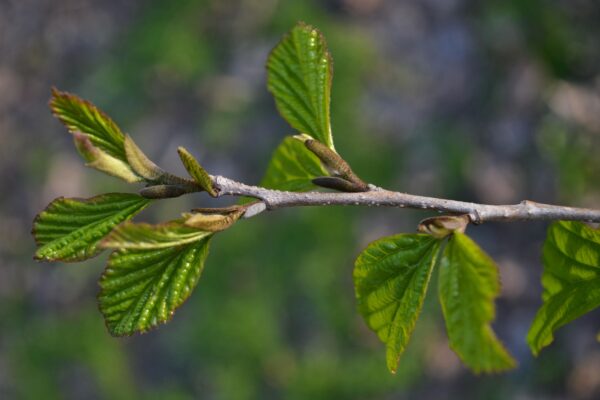 Parrotia persica - Emerging Foliage