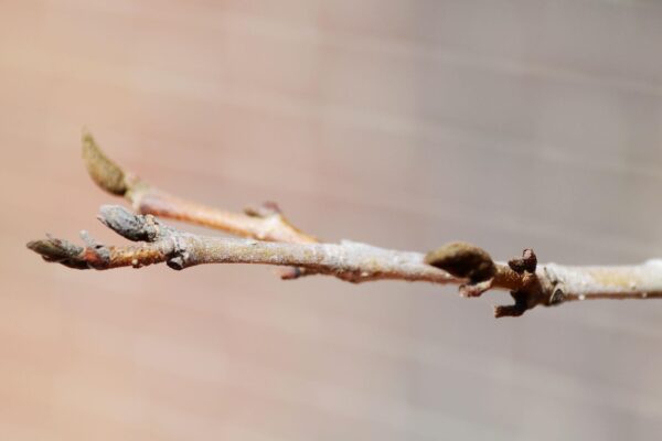 Parrotia persica - Buds