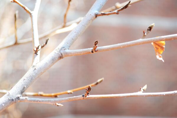 Parrotia persica - Buds and Bark