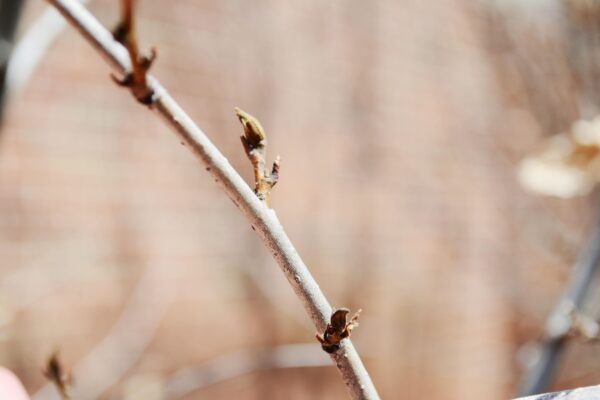 Parrotia persica - Buds