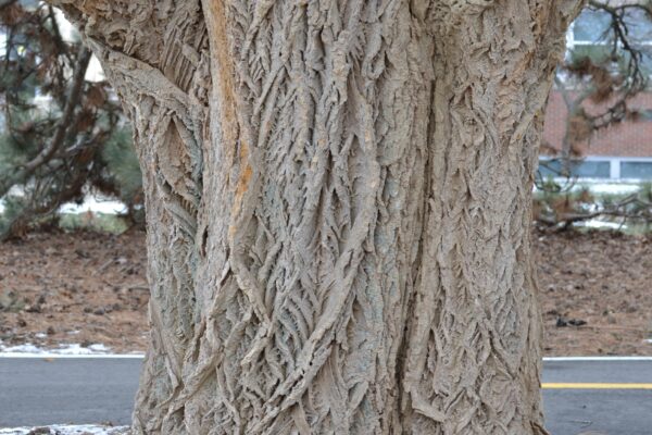 Phellodendron amurense - Bark