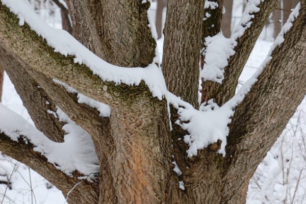 Phellodendron amurense - Snow Covered Bark
