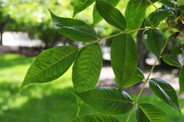 Phellodendron amurense - Foliage