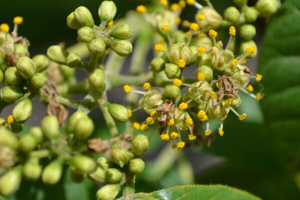 Phellodendron amurense - Flower