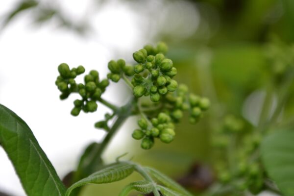 Phellodendron amurense - Flower Bud