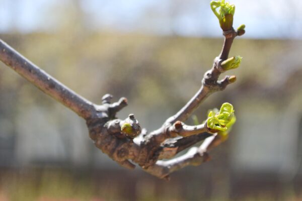 Phellodendron amurense - Buds