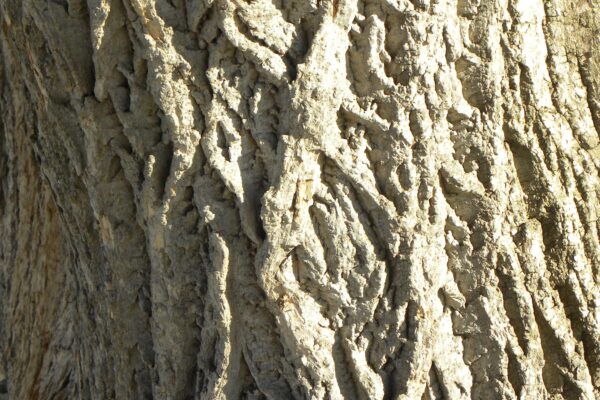Phellodendron amurense - Bark Detail