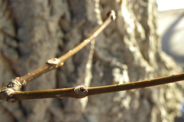 Phellodendron amurense - Buds & Twig