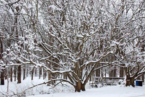 Phellodendron amurense - Snow Covered Tree